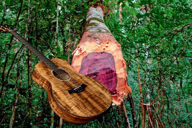 Gỗ mahogany sử dụng làm đàn guitar